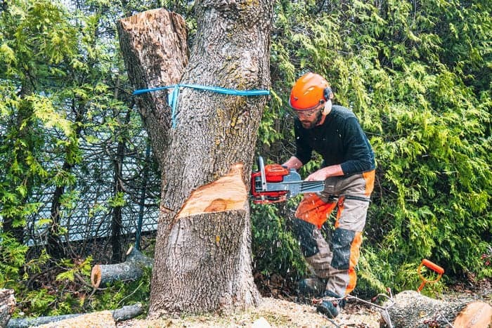 Tree Services